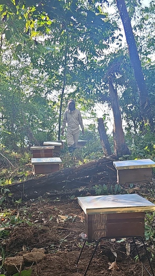 Instalación de apiario en El Playón, Colombia